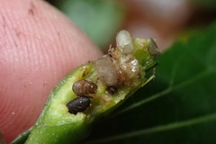 Procecidochares alani