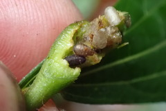 Procecidochares alani