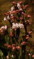 Erica dianthifolia