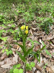 Cephalanthera falcata