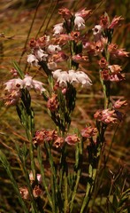 Erica dianthifolia
