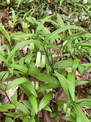 Disporum sessile