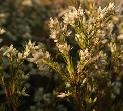 Stylapterus ericifolius