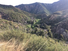 Pseudotsuga macrocarpa