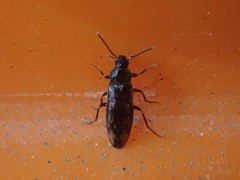 Prothalpia holmbergi