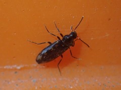 Prothalpia holmbergi