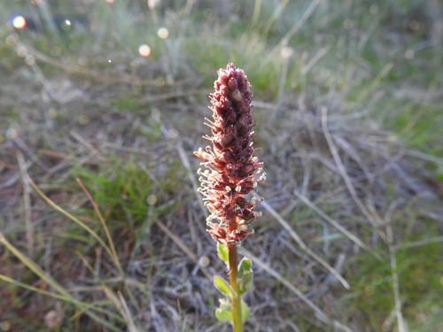 Image of Veronica rubra by (c) Ben Meredyk, some rights reserved (CC BY)