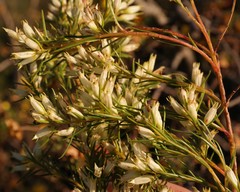 Stylapterus ericifolius