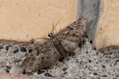 Eupithecia virgaureata