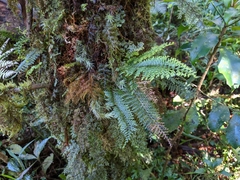 Oreogrammitis tenuisecta