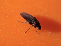 Metopininae
