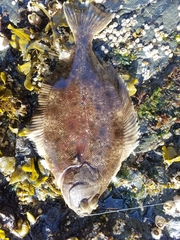 Lepidopsetta bilineata