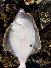 Lepidopsetta bilineata