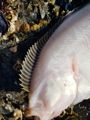 Lepidopsetta bilineata