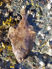 Lepidopsetta bilineata