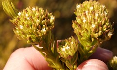 Thesium capitatum