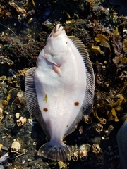 Lepidopsetta bilineata