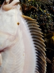 Lepidopsetta bilineata