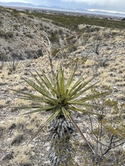Yucca torreyi