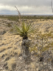 Yucca torreyi