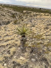 Yucca torreyi