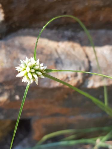 soft sedge