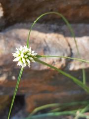 Cyperus dubius