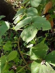 Dioscorea dregeana