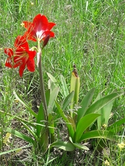 Hippeastrum vittatum