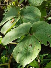 Dioscorea dregeana