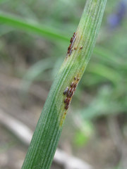Puccinia lojkaiana