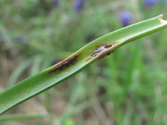 Puccinia lojkaiana