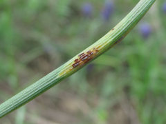 Puccinia lojkaiana