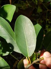 Ficus petersii