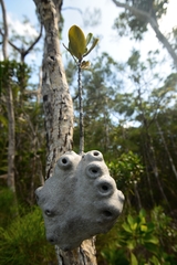 Squamellaria kajewskii