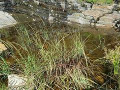 Cyperus fastigiatus