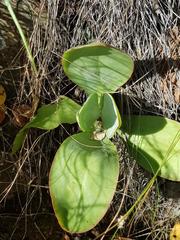 Kalanchoe paniculata
