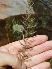 Pogonarthria squarrosa