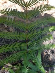 Pteris catoptera