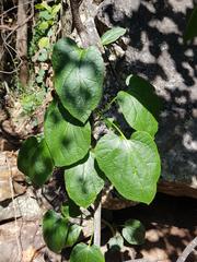 Pyrenacantha grandiflora