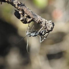 Polyrhachis sokolova