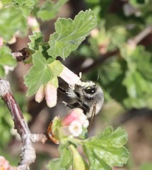 Anthophora pacifica