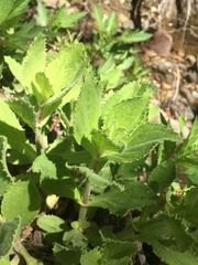 Erythranthe cardinalis