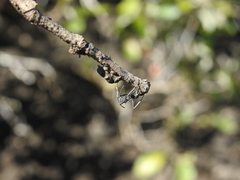 Polyrhachis sokolova