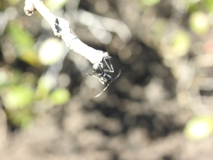 Polyrhachis sokolova