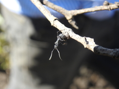 Polyrhachis sokolova