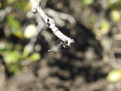 Polyrhachis sokolova