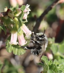 Anthophora pacifica