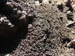 Polyrhachis sokolova