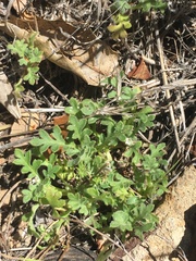 Nemophila pedunculata